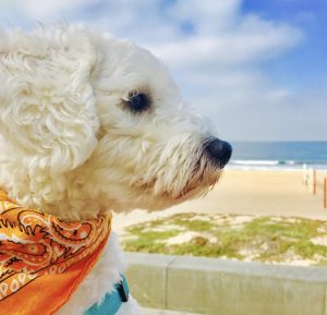 Cute dog looking at the beach